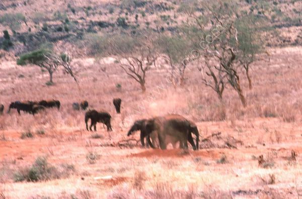 Elephants duting themselves, Treetops Hotel